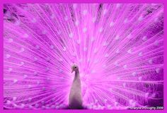 a white peacock with its feathers spread out in front of a pink background that has hearts on it