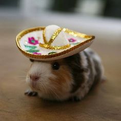 a hamster with a sombrero on it's head