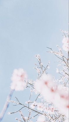 pink flowers are blooming in front of a blue sky