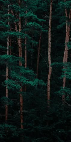 a forest filled with lots of tall trees