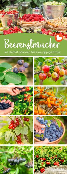 various pictures of berries and plants with text overlay that says berenstaucher