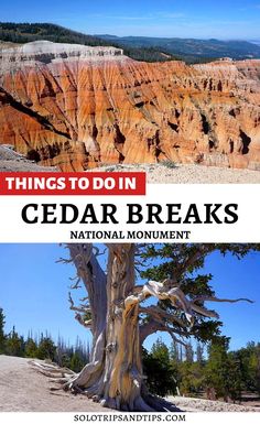 a tree with the words things to do in cedar breaks national monument on top and bottom