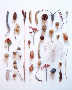 various dried flowers and leaves arranged on a white surface