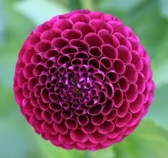 a large pink flower with green leaves in the backgroung and blurry background