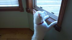 a white cat standing on its hind legs looking out the window