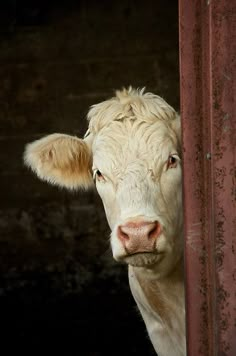 a white cow looking out from behind a red fence with the words, looks like you're thirsty i got some milk in the back