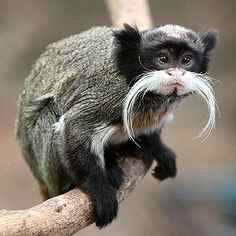 a small monkey sitting on top of a tree branch with a long white whisk in it's mouth