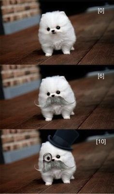 a small white dog with a top hat and mustache on it's head is shown in three different pictures