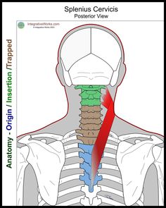 an image of the back of a man's head and neck with muscles highlighted