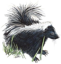 an ink drawing of a skunka walking through tall grass with its mouth open