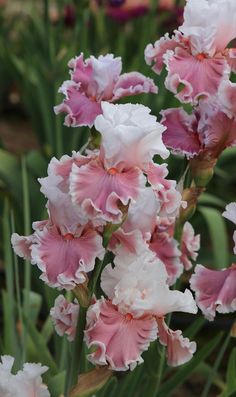 pink and white flowers are blooming in the garden