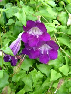 purple flowers with green leaves in the background