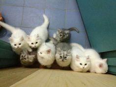 five kittens are standing in a row on the floor next to a blue tile wall