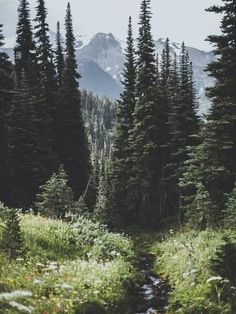 a stream running through a forest filled with tall pine trees