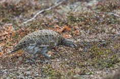 a small bird walking across a grass covered field