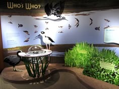 an exhibit with birds and plants on display