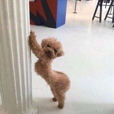 a small brown dog standing next to a tall white column on top of a floor