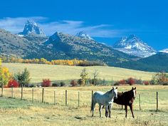 two horses standing next to each other in a field with mountains in the back ground