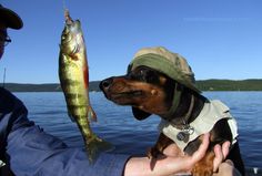 a small dog wearing a hat and holding a fish in it's mouth while sitting on a boat