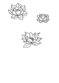 three water lilies floating on top of each other