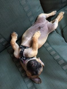 a dog is laying on its back on the couch with it's paws in the air