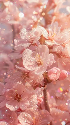 pink flowers with water droplets on them are in the foreground, and an image of sunlight