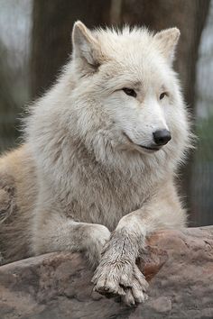 a white wolf laying on top of a tree branch