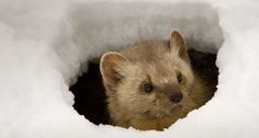 a small animal is poking its head out of a hole in the snow with it's eyes wide open