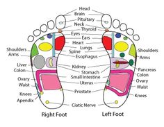 bowed Chinatown Nyc, Hand Reflexology, Anatomy Study