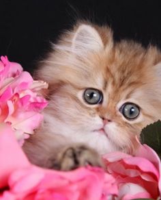 a kitten with blue eyes is surrounded by pink flowers and red carnations that says, i miss you so much much