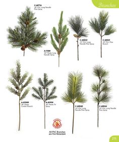 the different types of pine trees are shown in this page, which shows how to grow them