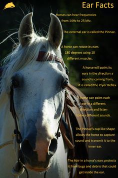 a close up of a horse's face with the words ear facts on it