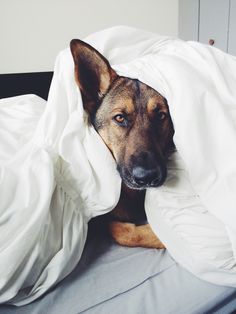 a dog laying in bed under a blanket and covering his face with a white sheet