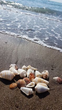 several seashells are on the sand at the beach