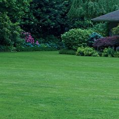 a man standing on top of a lush green field holding a frisbee in his hand