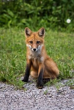 a red fox sitting on top of a gravel road next to green grass and bushes