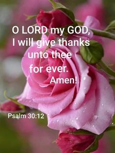 a pink rose with the words o lord my god, i will give thanks unto thee for