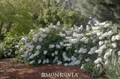 the white flowers are blooming in the garden