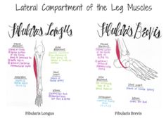 an image of muscles labeled in different languages