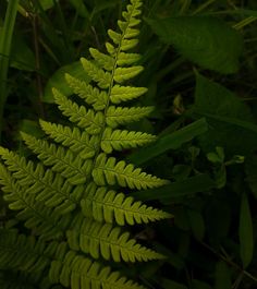 a green plant with lots of leaves on it