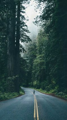 a lone person standing on the middle of a road surrounded by tall trees and fog