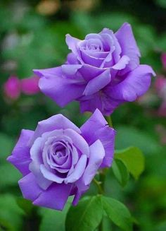 two purple roses with green leaves in the foreground