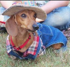 a dachshund dog wearing a hat and jacket sitting on the grass with people in the background