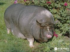 a pig is standing in the grass near some bushes and flowers with it's eyes closed