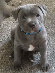 a gray dog sitting on top of a carpeted floor