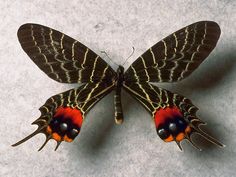 a colorful butterfly sitting on top of a white floor next to a black and red object