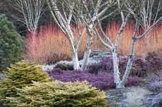 colorful trees and shrubs are in the foreground