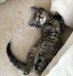 a small kitten is laying on its back