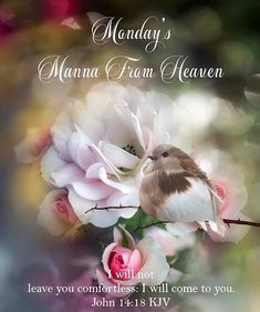 a bird sitting on top of a tree branch with flowers in the foreground and a message below that reads, monday's mama from heaven will not leave you comfortless i will come to you