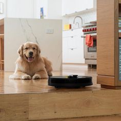 a dog laying on the floor next to a kitchen with a black robotic vacuum cleaner